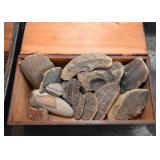 Fossils - Fossil Specimens 