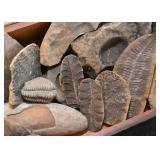 Fossils - Fossil Specimens