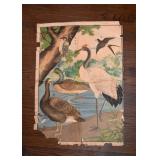Antique / Vintage Birds Poster