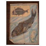 Antique / Vintage Carp Fish Educational Poster