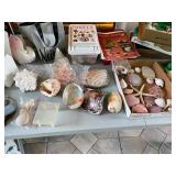 collectible shells