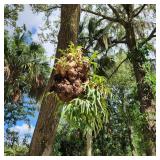 Staghorn Fern