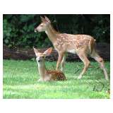 Come join the neighborhood fauna for fun buys 