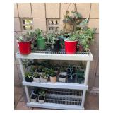 Succulents