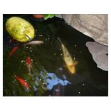 WHITE KOI, GOLD FISH
