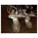 Taxidermy deer heads 