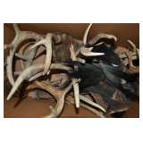 Antlers, turkey beards, and more
