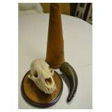 Bear skull and a great assortment of interesting pieces