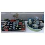 JYR040 Forty-Two Various Succulent Plants