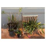 JYR041 Live Orchids, Kupu Kupu Fern Plants