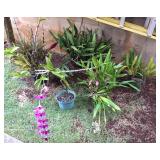 JYR050 Five Various Orchid Plants