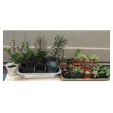 JYR052 48 Various Succulent Plants
