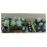 JYR050 Thirty-three Various Succulent Plants in Pots
