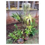 JYR051 Another Great Plant Lot - Pele