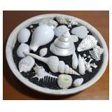 FKT039 Real Pacific Ocean Sea Shells - Cowry, Cones, Tritons 