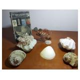 FKT042 Rare Sea Shell Book, Giant Clam, Green Marmoratus & More