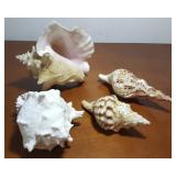 FKT068 Four Real Conch Shells