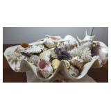 FKT071 Giant Half Clam Shell, Coral, Cowry, Cones & More