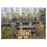 VKE107 Potted Plants - Orchids, Ferns, Laua