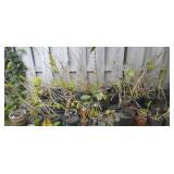 VKE108 Over 40 Potted Plants - Orchids, Laua