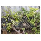 VKE109 Over 17 Potted Plants - Orchids, Papaya, Fern & More