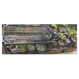 VKE110 Potted Plants - Orchids, Pele