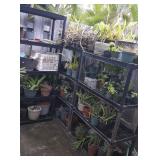VKE115 Plastic Racks, Potted Plants - Orchid, Mini Roses & More