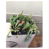 Afm101 Beautiful Succulent Plants 