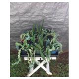 Afm104 Fourteen Succulent Plants 