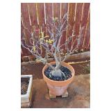 KVE058 - Large Terra Cotta Clay Planter w/Desert Rose Plant