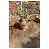 KVE063 - Large Ceramic Planter W/Desert Rose Plant