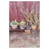 KVE074 - Three Potted Orchid Plants