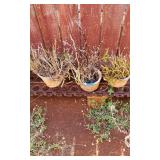 KVE075 - Three More Potted Orchid Plants