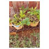 KVE076 - Even More Potted Plants