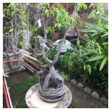 WLE059 - Large Plant & Round Table