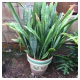WLE060 - Large Mature Potted Plant