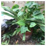 WLE062 - Terra Cotta/Clay Pot w/Two Plants In One