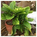 WLE063 - Plants For Your Enjoyment