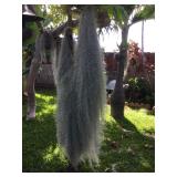 WLE088 - Hinahina/Pele