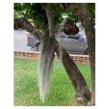 Wle227 Cast Iron Goldfish & Hinahina Pele