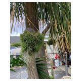 Wle228 Tillandsia Air Plants