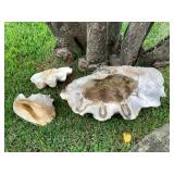 Wle237 Large Clam Shells & Conch Shell 