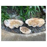 Wle238 Three Large Clam Shells