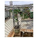 Wle240 Bonsai? Plant In Ceramic Planter