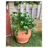 Wle243 Large Terra Cotta Planter With Water Plants