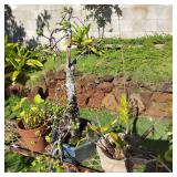 AWP190 - More Potted Plants - Jade & Two Orchids