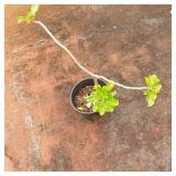 AWP194 - Potted Desert Rose Plant