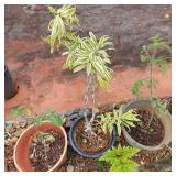 AWP195 - Trio of Potted Plants - Song of India & Tomato
