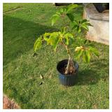 AWP204 - Schefflera Plant