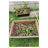 AWP218 - Pair of Elephant Bush/Jade Plants